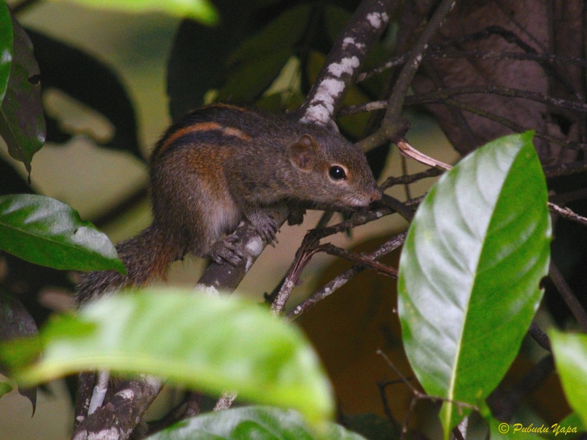 Funambulus palmarum Linnaeus, 1766